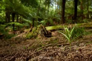 Tutukiwi (Pterostylis banksii), Orchidaceae, photographed in New Zealand by Bryce McQuillan