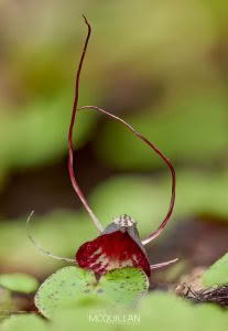 Silver-back Spider-Orchid (Corybas macranthus), Orchidaceae, photographed in New Zealand by Bryce McQuillan