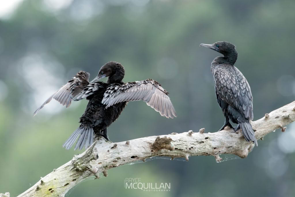 Little black shag, photographed in New Zealand by Bryce McQuillan