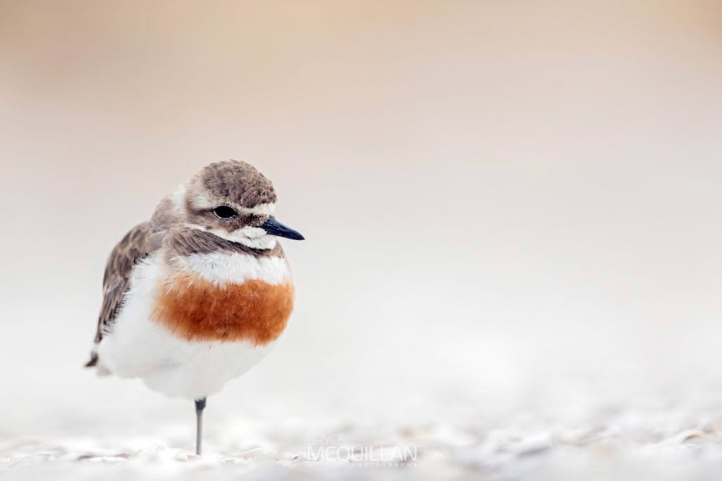 Banded dotterel photographed by Bryce McQuillan