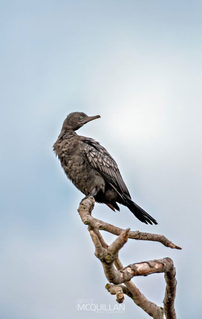 Little black shag, photographed in New Zealand by Bryce McQuillan