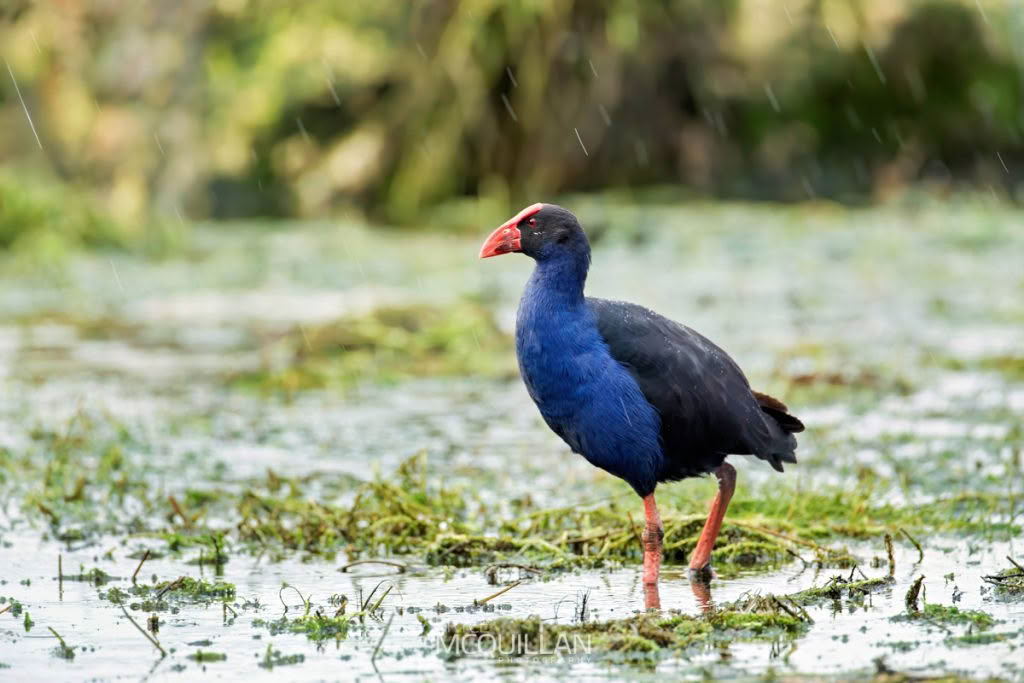 Pūkeko | Pukeko, photographed in New Zealand by Bryce McQuillan