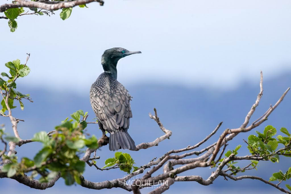 Little black shag, photographed in New Zealand by Bryce McQuillan