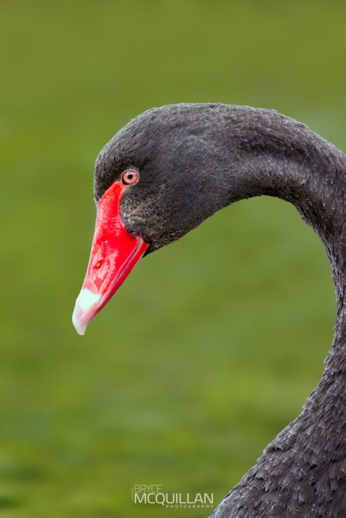 Black swan photographed by Bryce McQuillan