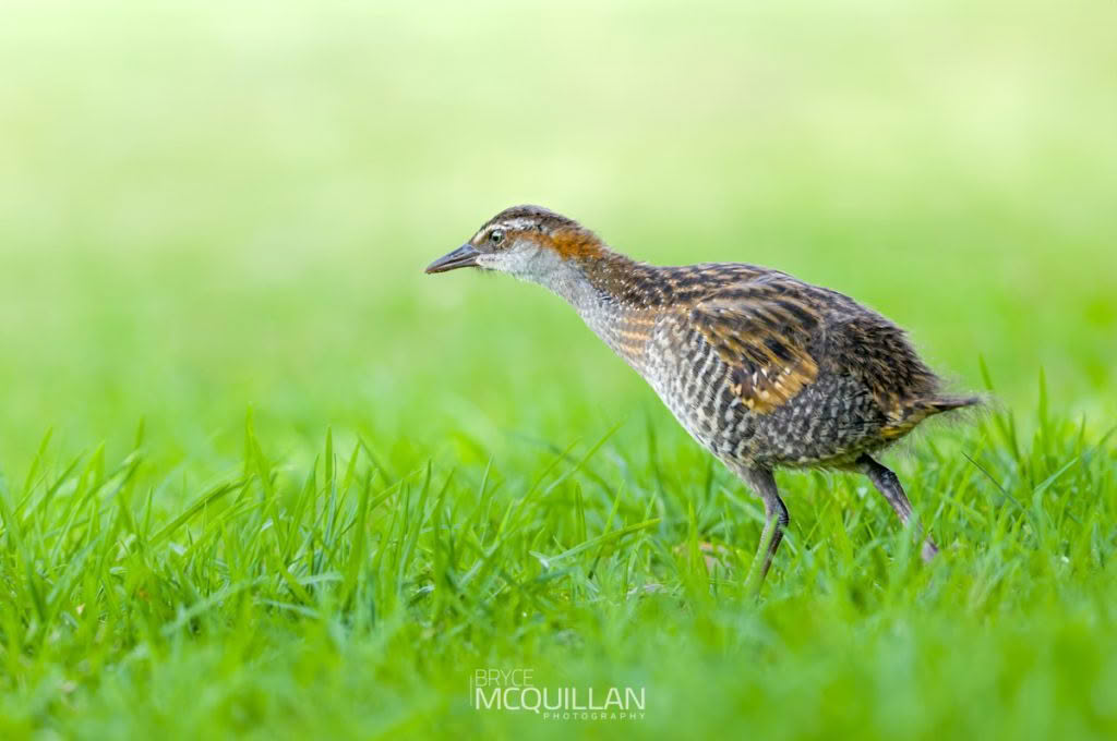 Banded rail, photographed in New Zealand by Bryce McQuillan