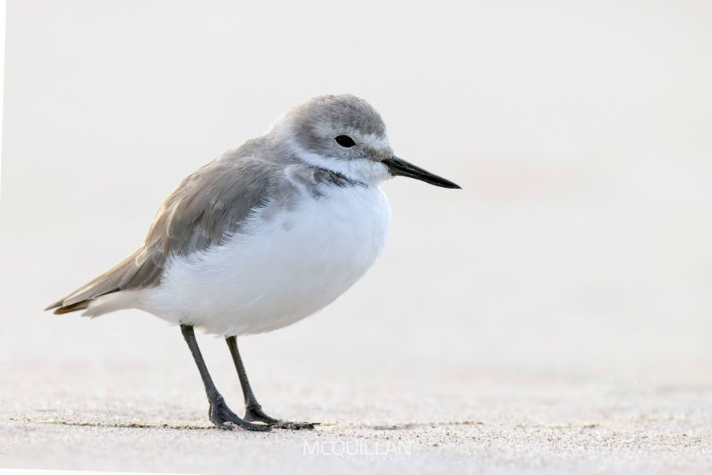 Wrybill | (Ngutu pare), photographed in New Zealand by Bryce McQuillan