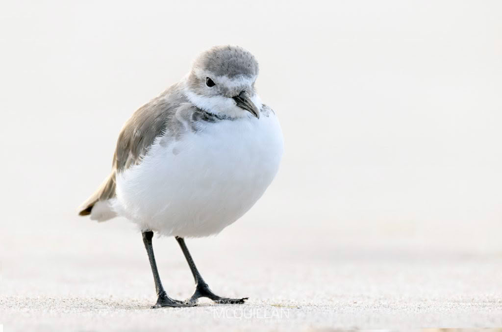Wrybill | (Ngutu pare), photographed in New Zealand by Bryce McQuillan