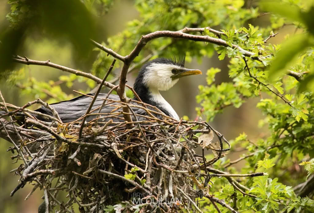 Little shag, photographed in New Zealand by Bryce McQuillan