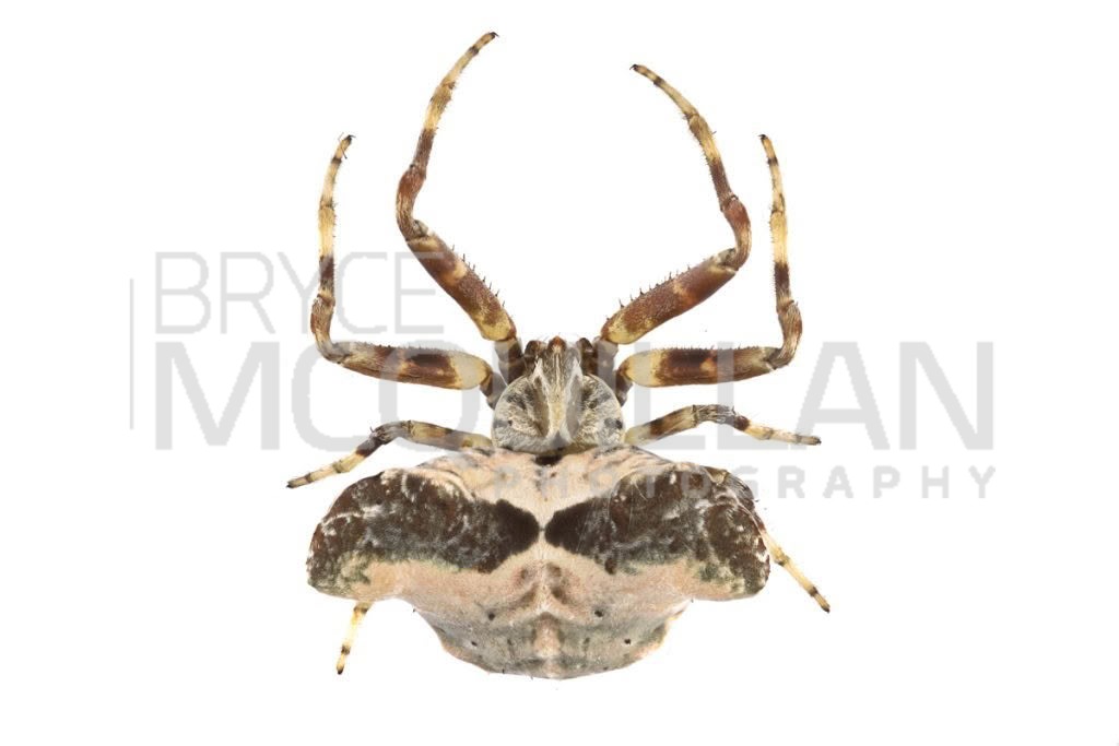 Celaenia olivacea, photographed in New Zealand by Bryce McQuillan