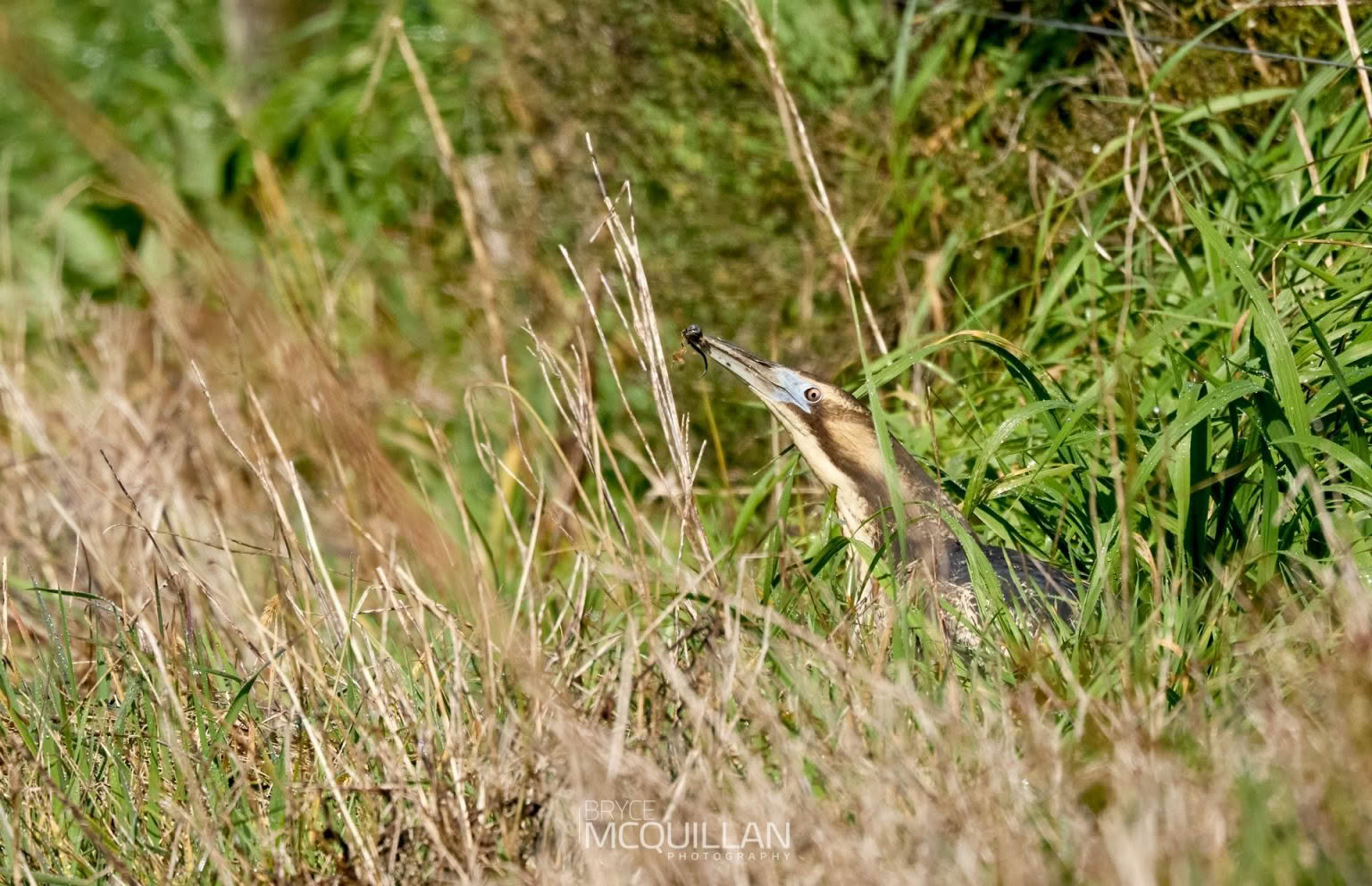 Australasian bittern, photographed in New Zealand by Bryce McQuillan
