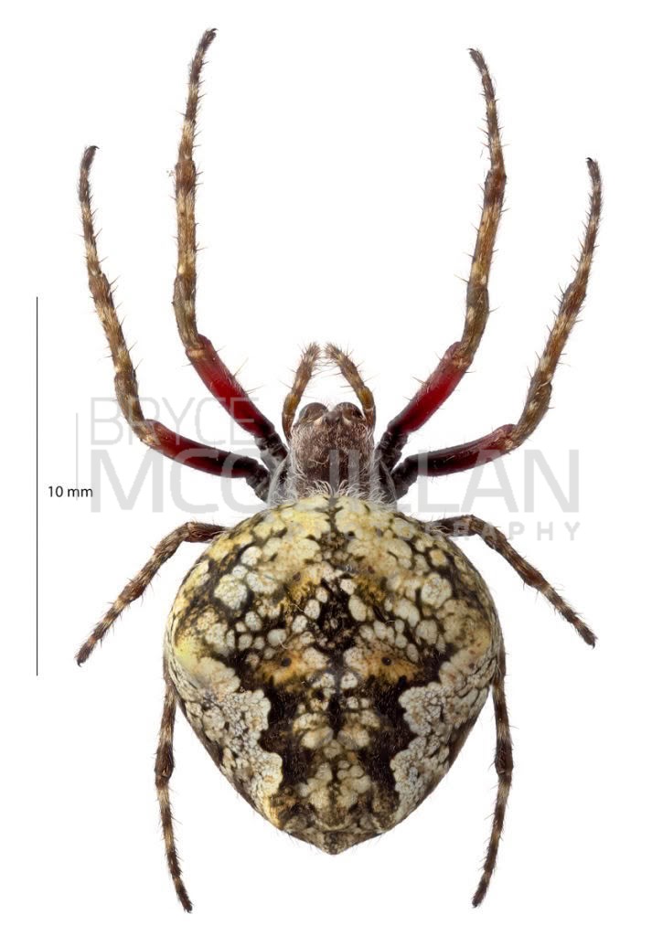 Knobbled Orbweaver (Socca pustulosa), Araenidae, photographed in New Zealand by Bryce McQuillan