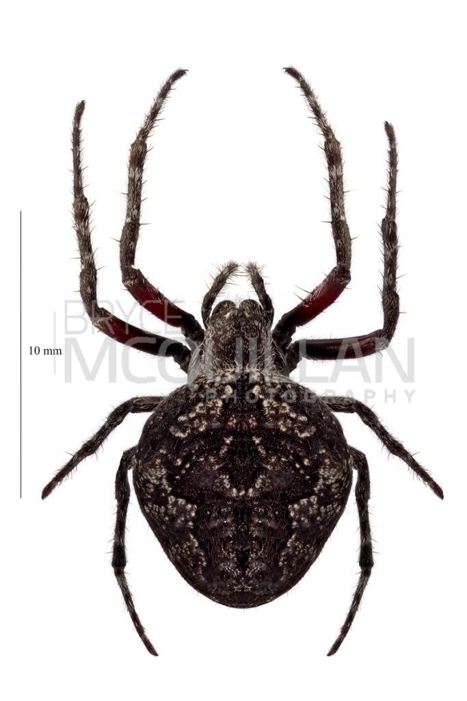 Knobbled Orbweaver (Socca pustulosa), Araenidae, photographed in New Zealand by Bryce McQuillan