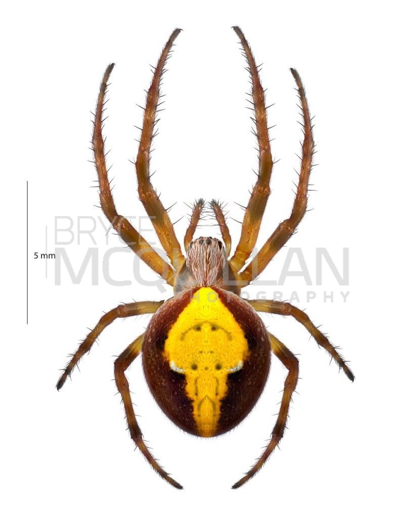 Green Orbweb Spider (Colaranea viriditas), Araenidae, photographed in New Zealand by Bryce McQuillan
