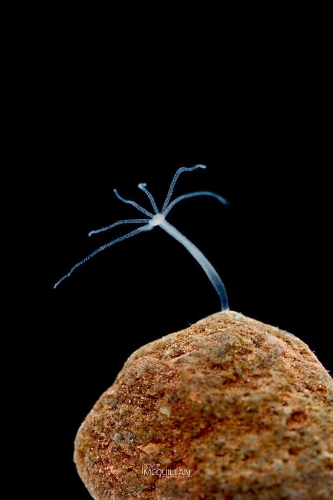 hydra, photographed in New Zealand by Bryce McQuillan