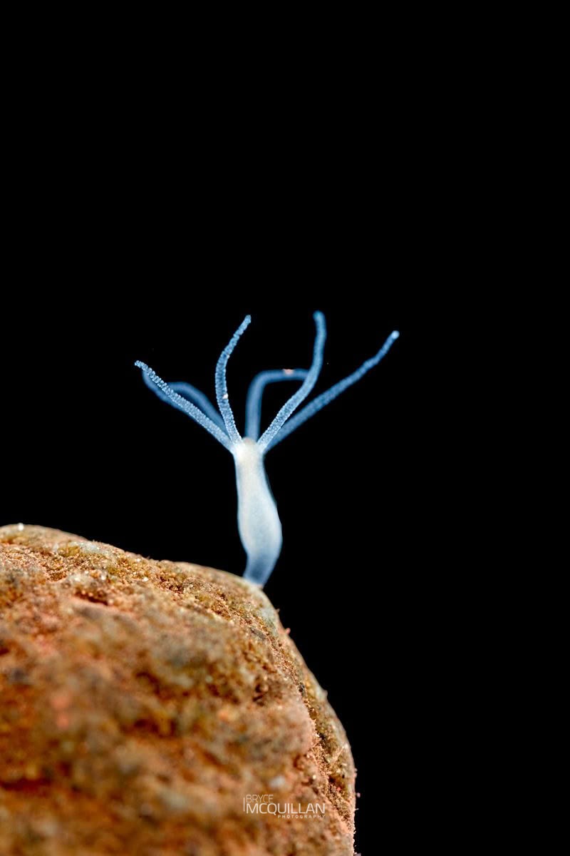hydra, photographed in New Zealand by Bryce McQuillan
