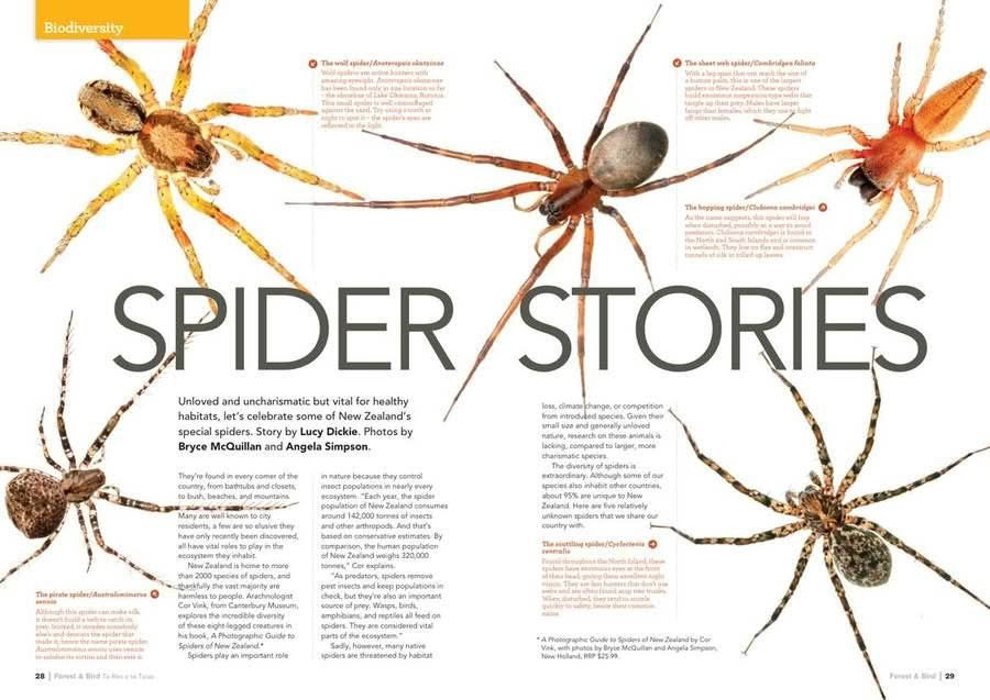 Forest and Bird Issue 366 Summer 2017 Spider Stories pages