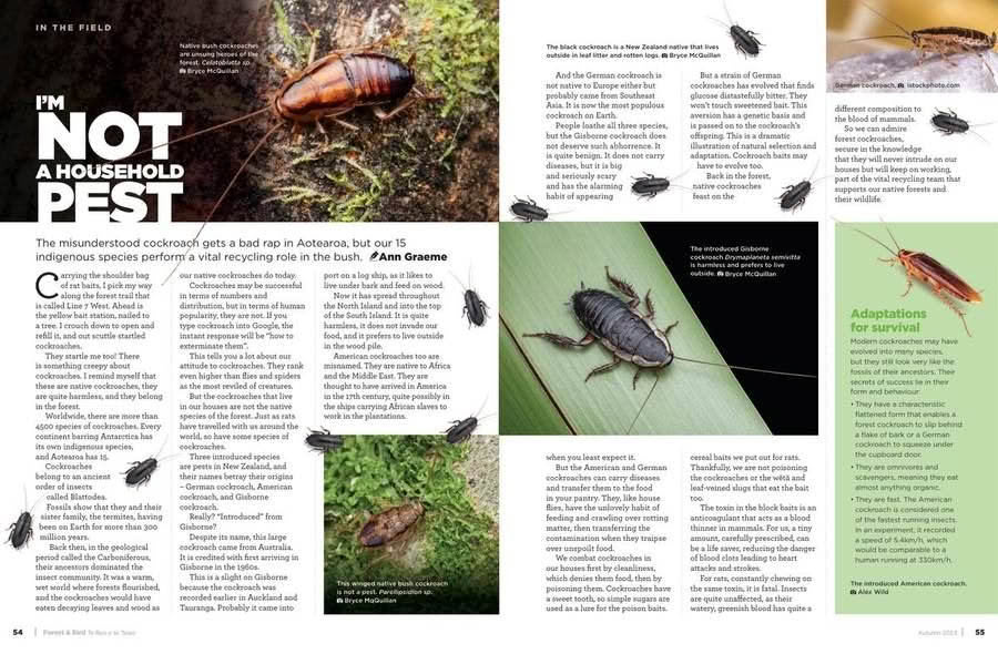 Forest and Bird Issue 387 Autumn 2023 native bush cockroaches pages