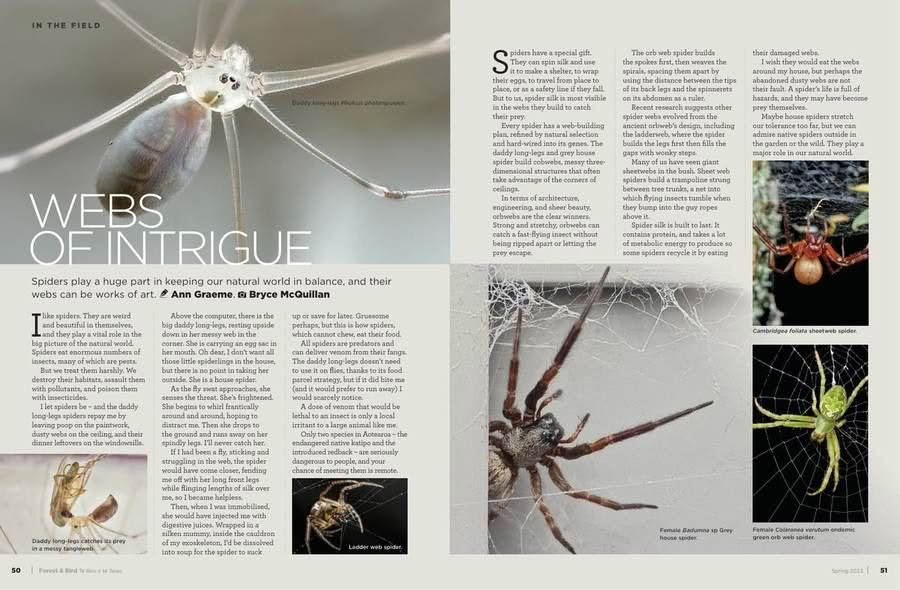 Forest and Bird Issue 389 Spring 2023 Webs of Intrigue pages
