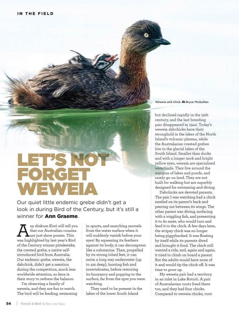 Forest and Bird Issue 392 Winter 2024 Lets not forget weweia page