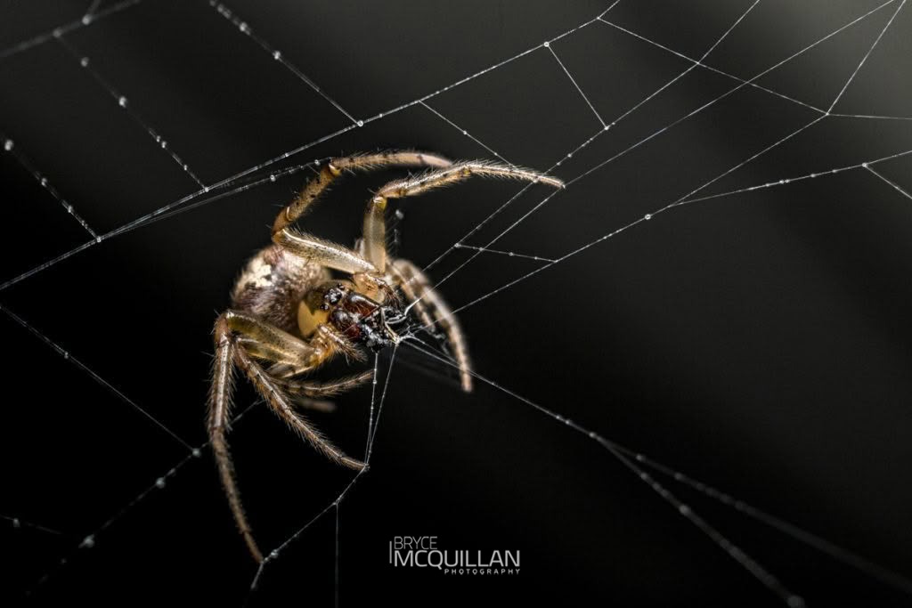 Cryptachaea veruculata, Theridiidae, photographed in New Zealand by Bryce McQuillan