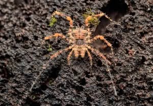 Triregia fairburni, Triaenonychidae, photographed in New Zealand by Bryce McQuillan