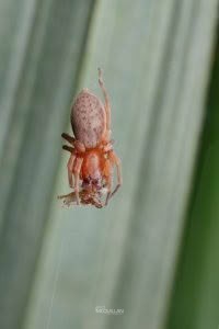 Clubiona convoluta, Clubionidae, photographed in New Zealand by Bryce McQuillan