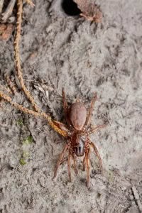 Stanwellia spp, Pycnothelidae, photographed in New Zealand by Bryce McQuillan