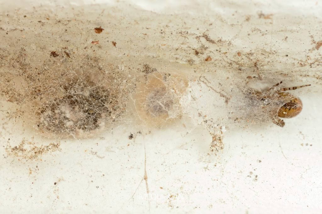 Zygiella x-notata, Araenidae, photographed in New Zealand by Bryce McQuillan