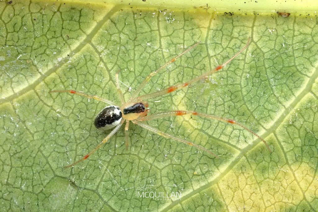 Icona spp, Theridiidae, photographed in New Zealand by Bryce McQuillan