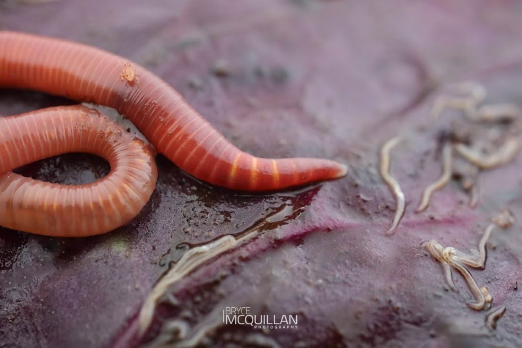 Earth worm, photographed in New Zealand by Bryce McQuillan