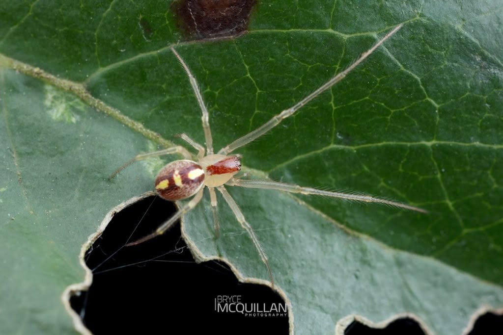 Icona spp, Theridiidae, photographed in New Zealand by Bryce McQuillan