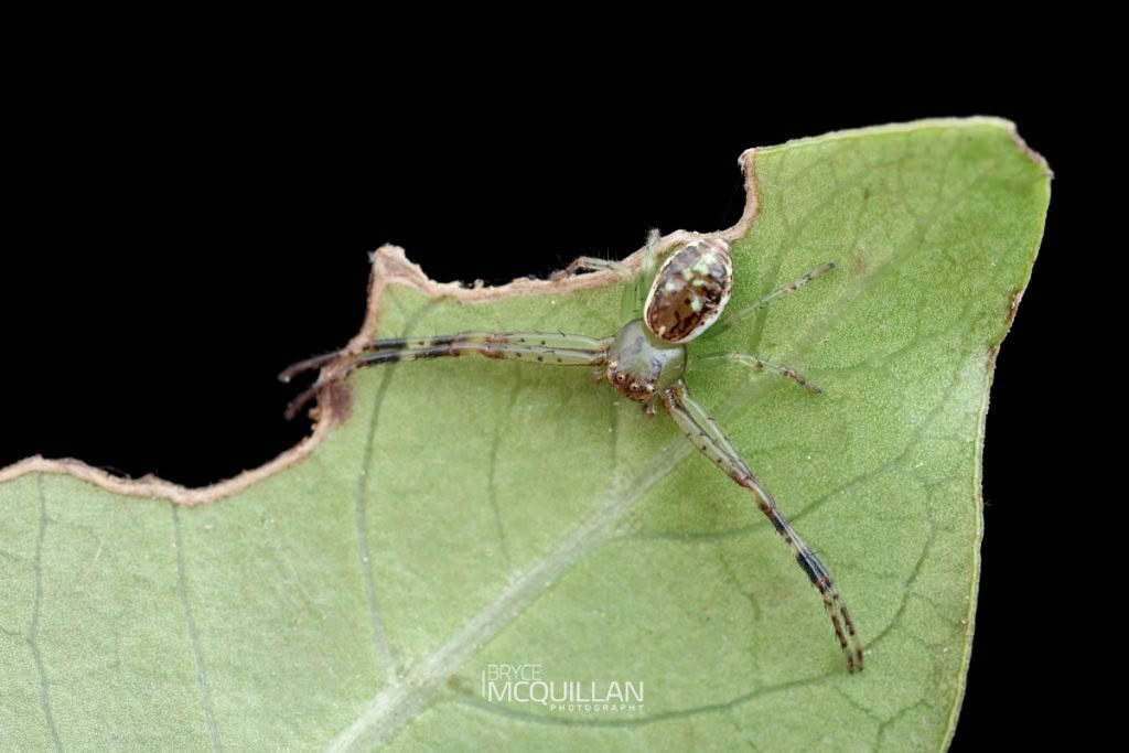 Diaea ambara, Thomisidae, photographed in New Zealand by Bryce McQuillan