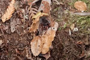 Stanwellia spp, Pycnothelidae, photographed in New Zealand by Bryce McQuillan