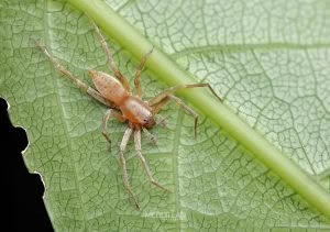 Clubiona spp, Clubionidae, photographed in New Zealand by Bryce McQuillan