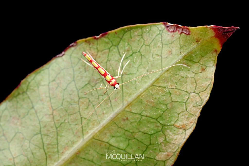 Macarostola miniella, Gracillariidae photographed by Bryce McQuillan