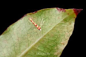 Macarostola miniella, Gracillariidae photographed by Bryce McQuillan