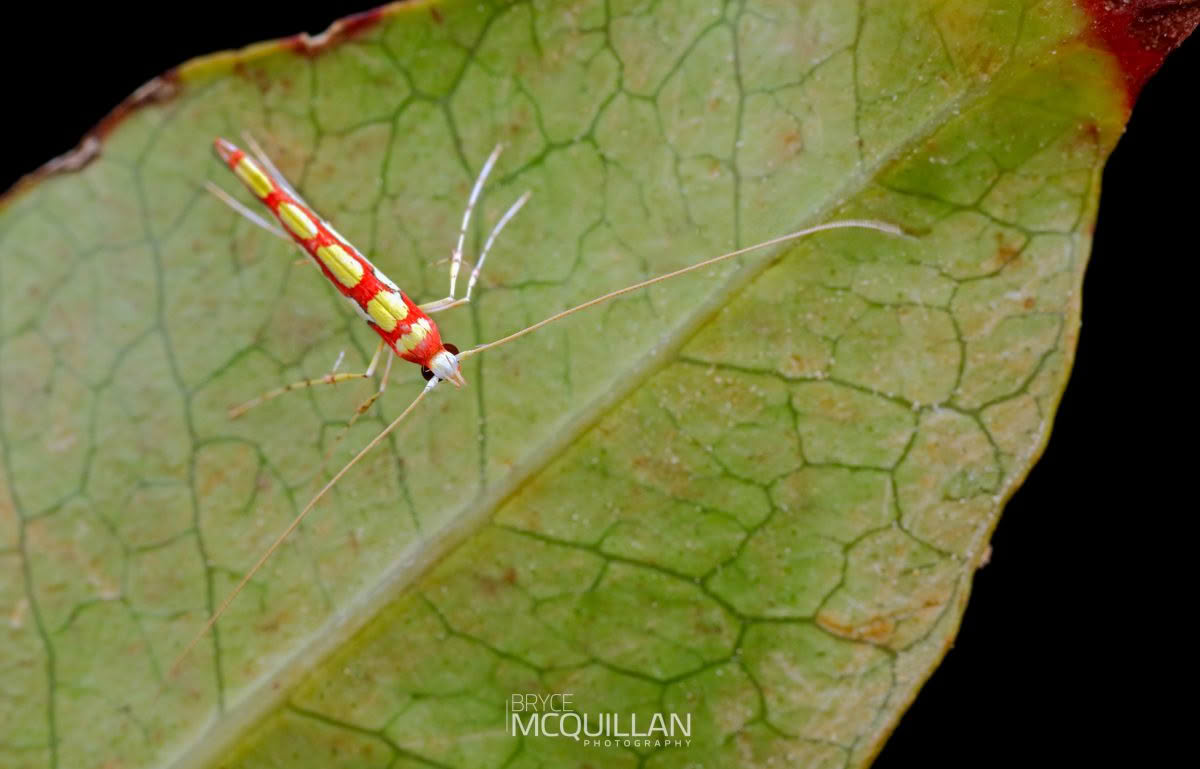 Macarostola miniella, Gracillariidae photographed by Bryce McQuillan
