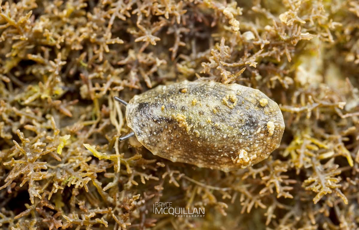 Onchidella nigricans, Onchidiidae, photographed in New Zealand by Bryce McQuillan