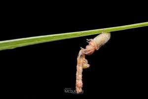 Clubiona convoluta, Clubionidae, photographed in New Zealand by Bryce McQuillan