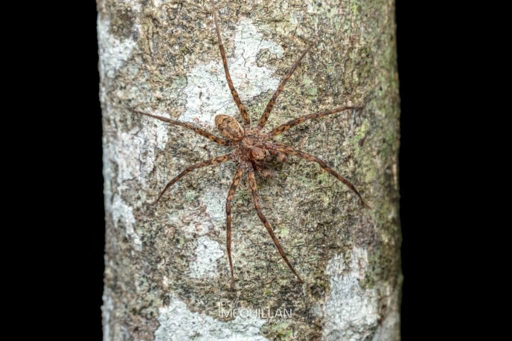 Cycloctenus centralis, Cycloctenidae, photographed in New Zealand by Bryce McQuillan