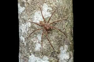 Cycloctenus centralis, Cycloctenidae, photographed in New Zealand by Bryce McQuillan