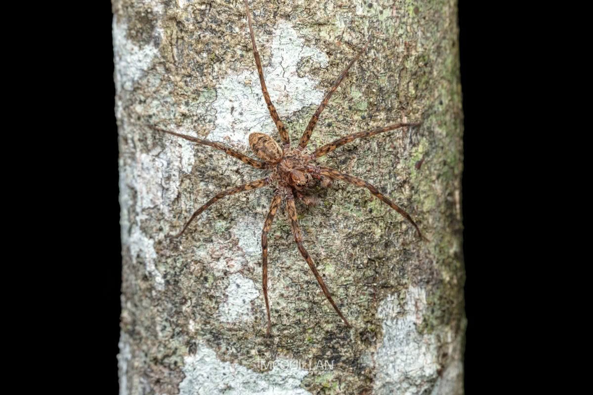 Cycloctenus centralis, Cycloctenidae, photographed in New Zealand by Bryce McQuillan
