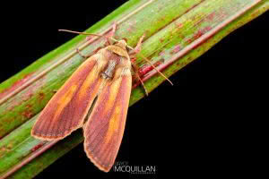 Ichneutica purdii, Noctuidae, photographed in New Zealand by Bryce McQuillan