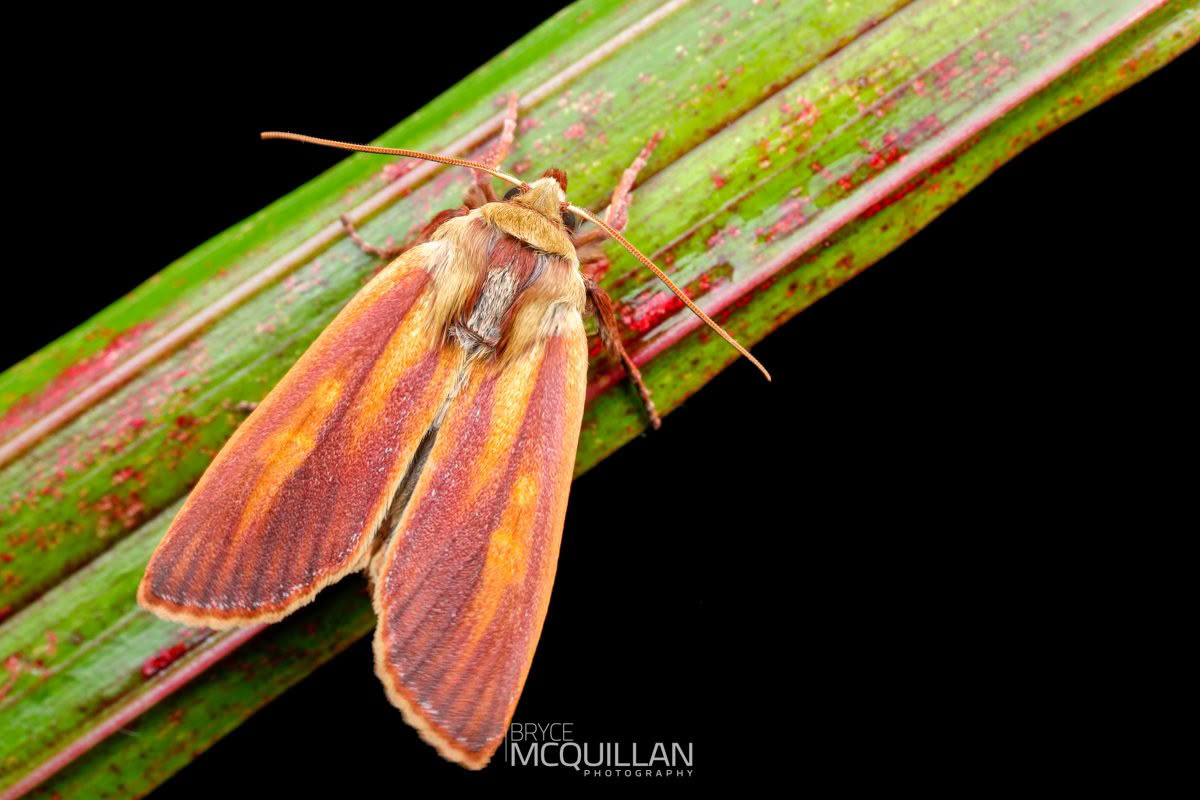 Ichneutica purdii, Noctuidae, photographed in New Zealand by Bryce McQuillan
