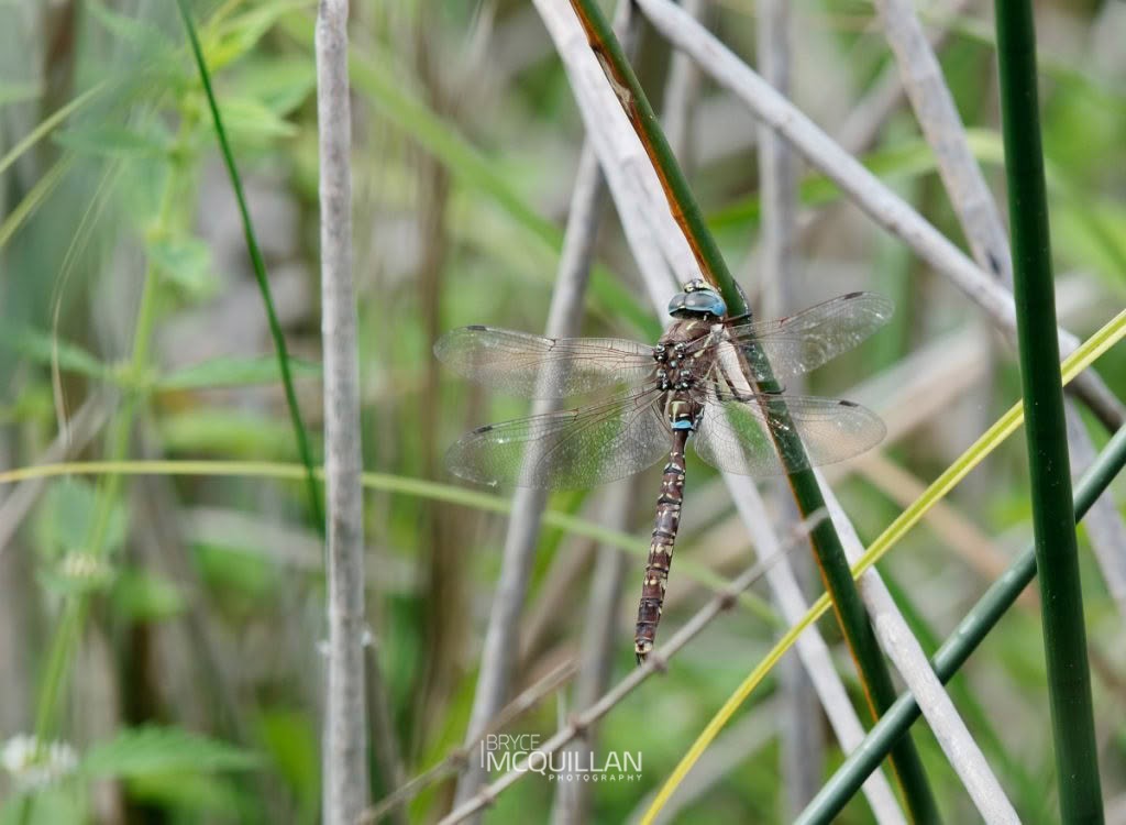 Blue-spotted Hawker (Adversaeschna brevistyla), Aeshnidae, photographed in New Zealand by Bryce McQuillan