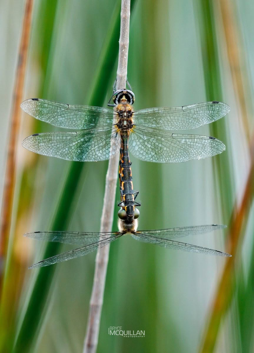 Sentry Dragonfly (Hemicordulia australiae), Corduliidae, photographed in New Zealand by Bryce McQuillan