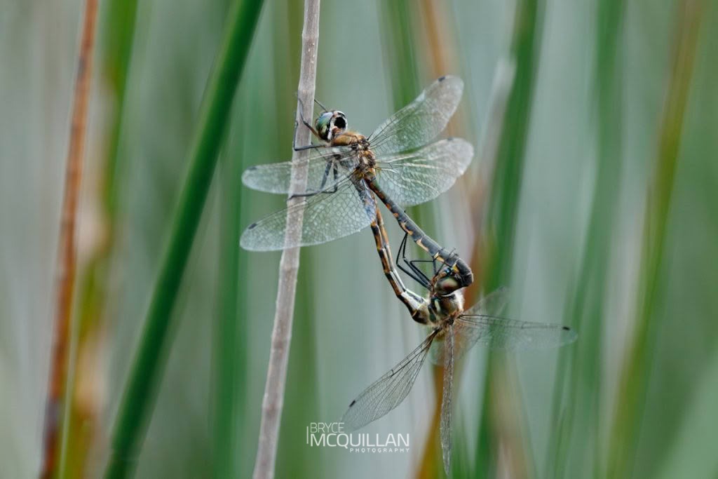 Sentry Dragonfly (Hemicordulia australiae), Corduliidae, photographed in New Zealand by Bryce McQuillan