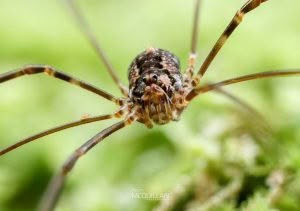 Puwere pureora, Neopilionidae, photographed in New Zealand by Bryce McQuillan