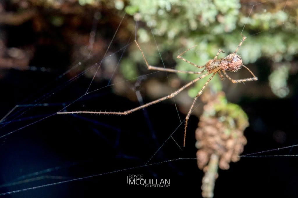 Physoglenidae, Synotaxidae, photographed in New Zealand by Bryce McQuillan
