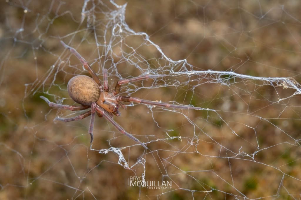 Megadictyna thilenii, Megadictynidae, photographed in New Zealand by Bryce McQuillan